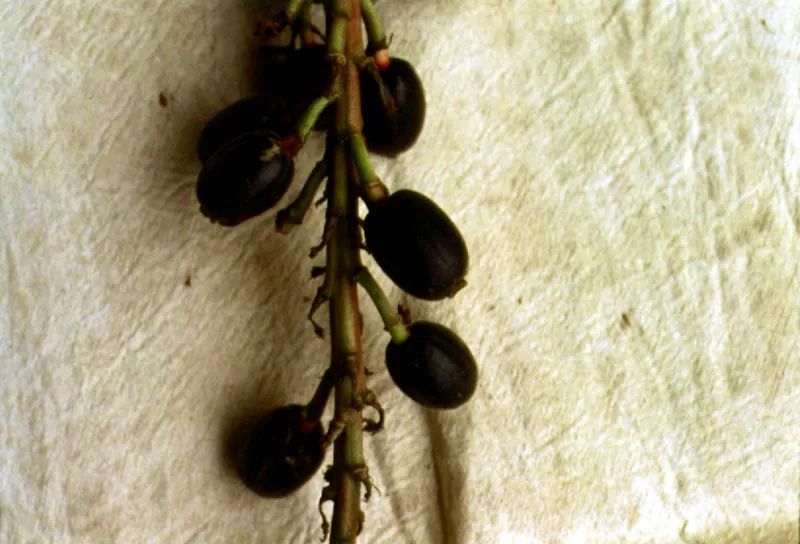 Indio Tatuyo pulverizando hojas de coca, Erythroxylum coca, en un tronco hueco de palma, antes de mezclarla con ceniza. Piraparaná, Vaupés