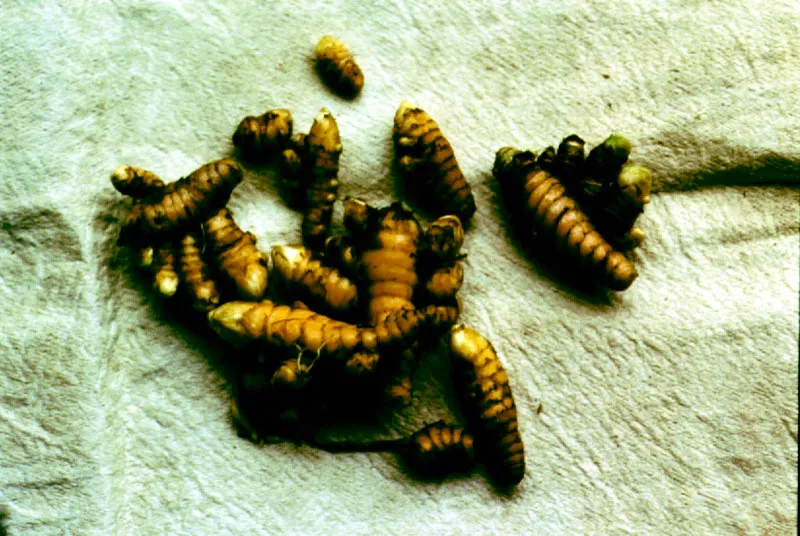 Los indígenas utilizan la corteza del Ficus glabrata var oobtuso, para la elaboración de las “yanchamas”. Con la ayuda de pinceles vegetales, y tintes prove-nientes del fruto del “morado”, Renealmia alpinia, del achiote, Bixa orellana y de ciertos tubérculos, producen pinturas, mascaras, vestimentas y otros objetos para sus ceremonias rituales.