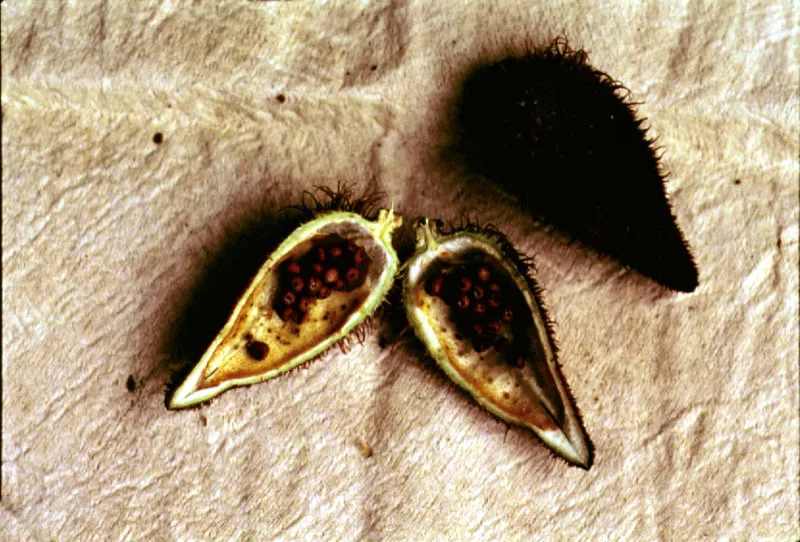Los indígenas utilizan la corteza del Ficus glabrata var oobtuso, para la elaboración de las “yanchamas”. Con la ayuda de pinceles vegetales, y tintes prove-nientes del fruto del “morado”, Renealmia alpinia, del achiote, Bixa orellana y de ciertos tubérculos, producen pinturas, mascaras, vestimentas y otros objetos para sus ceremonias rituales.