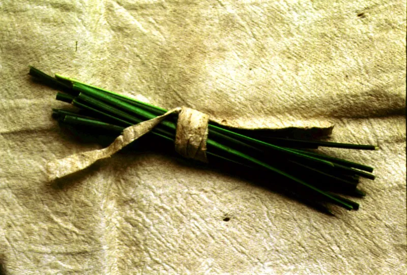 Los indígenas utilizan la corteza del Ficus glabrata var oobtuso, para la elaboración de las “yanchamas”. Con la ayuda de pinceles vegetales, y tintes prove-nientes del fruto del “morado”, Renealmia alpinia, del achiote, Bixa orellana y de ciertos tubérculos, producen pinturas, mascaras, vestimentas y otros objetos para sus ceremonias rituales.