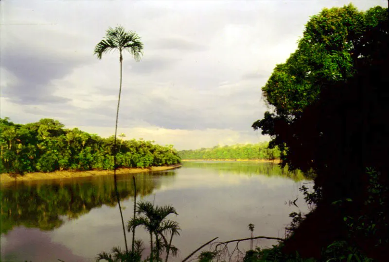 Vegetación de las riberas del río Caquetá, con palmas de Maurittiella aculeata, en primer plano.