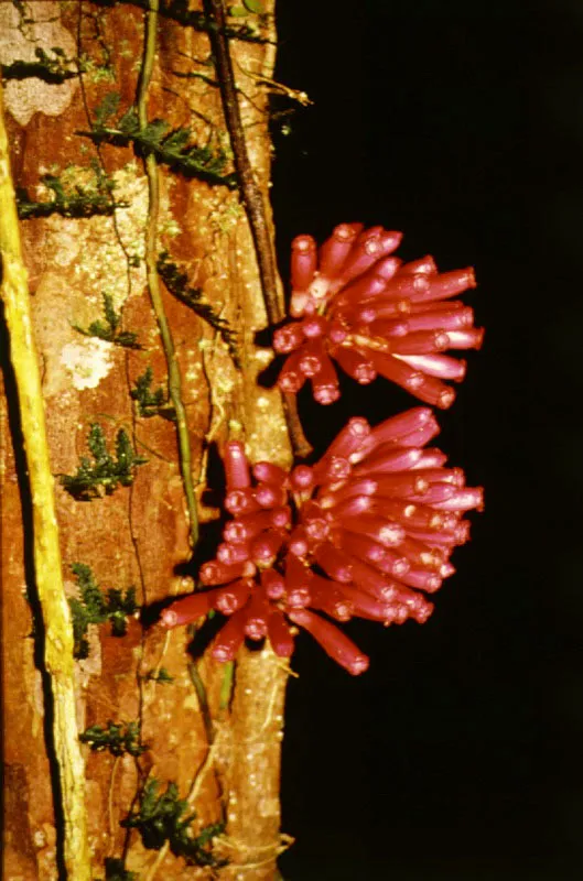 Diversos tipos de cortezas de árboles selváticos, cuyo estudio, así como el de sus resinas, sirve para la clasificación y reconocimiento de las especies arbóreas.