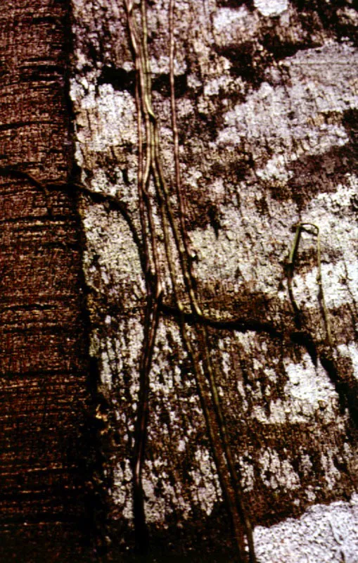 Diversos tipos de cortezas de árboles selváticos, cuyo estudio, así como el de sus resinas, sirve para la clasificación y reconocimiento de las especies arbóreas.