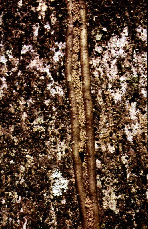 Diversos tipos de cortezas de árboles selváticos, cuyo estudio, así como el de sus resinas, sirve para la clasificación y reconocimiento de las especies arbóreas.