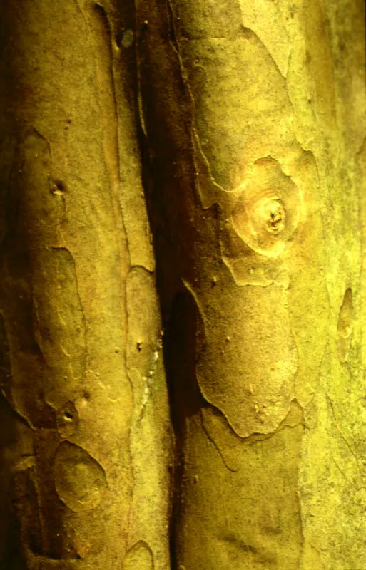 Diversos tipos de cortezas de árboles selváticos, cuyo estudio, así como el de sus resinas, sirve para la clasificación y reconocimiento de las especies arbóreas.