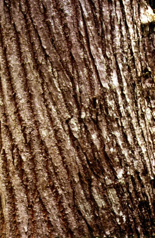 Diversos tipos de cortezas de árboles selváticos, cuyo estudio, así como el de sus resinas, sirve para la clasificación y reconocimiento de las especies arbóreas.