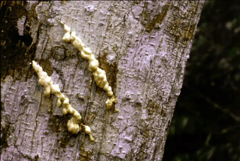 Diversos tipos de cortezas de árboles selváticos, cuyo estudio, así como el de sus resinas, sirve para la clasificación y reconocimiento de las especies arbóreas.