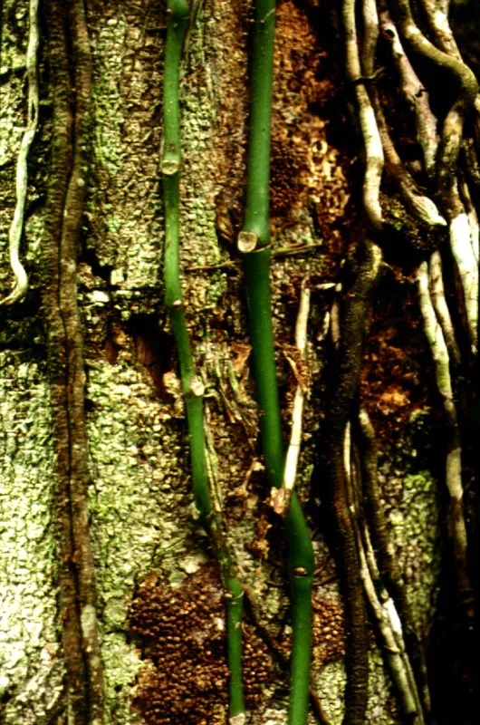 Diversos tipos de cortezas de árboles selváticos, cuyo estudio, así como el de sus resinas, sirve para la clasificación y reconocimiento de las especies arbóreas.