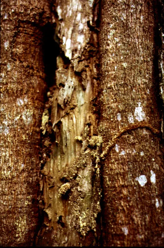 Diversos tipos de cortezas de árboles selváticos, cuyo estudio, así como el de sus resinas, sirve para la clasificación y reconocimiento de las especies arbóreas.
