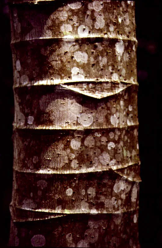 Diversos tipos de cortezas de árboles selváticos, cuyo estudio, así como el de sus resinas, sirve para la clasificación y reconocimiento de las especies arbóreas.