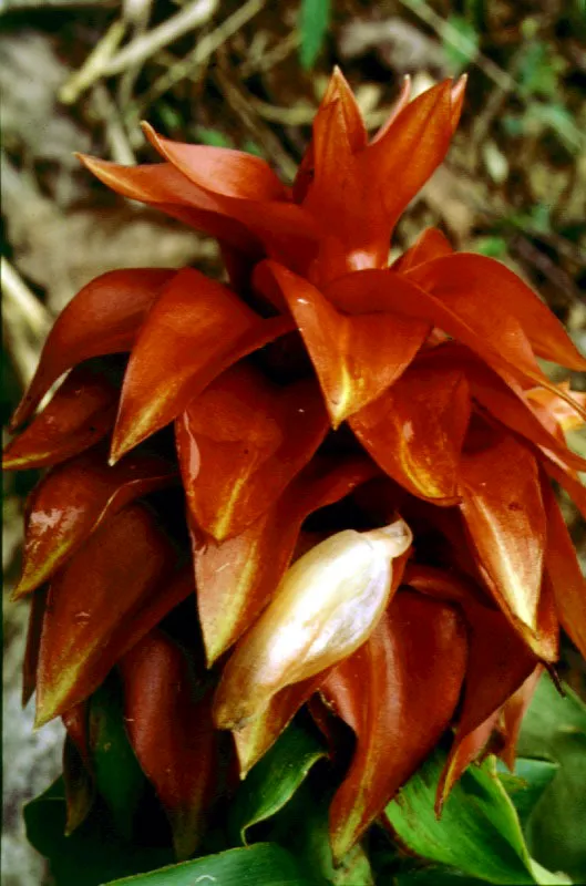Flor de Costus sp. Bahía Solano, Chocó.