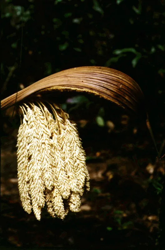  Diversos frutos e inflo-rescencias de palmas neotropicales.
 