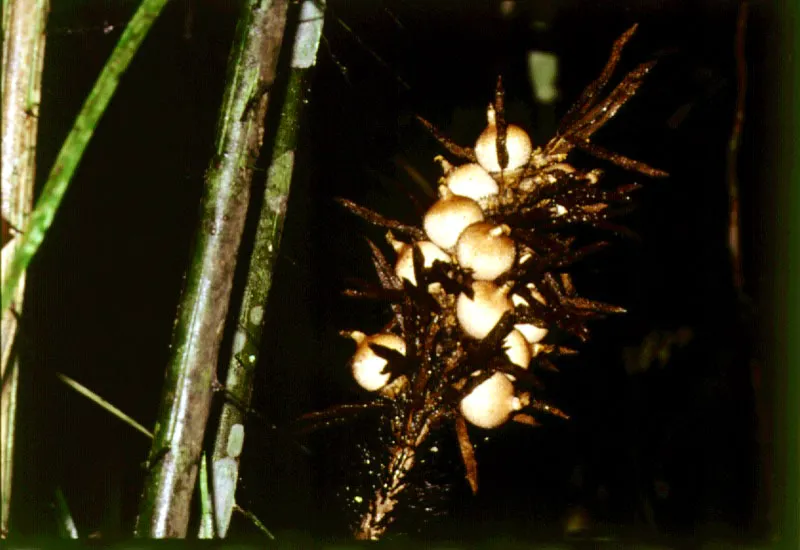  Diversos frutos e inflo-rescencias de palmas neotropicales.
 