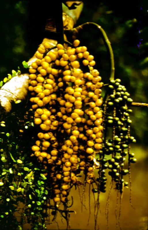 Diversos frutos e inflo-rescencias de palmas neotropicales.