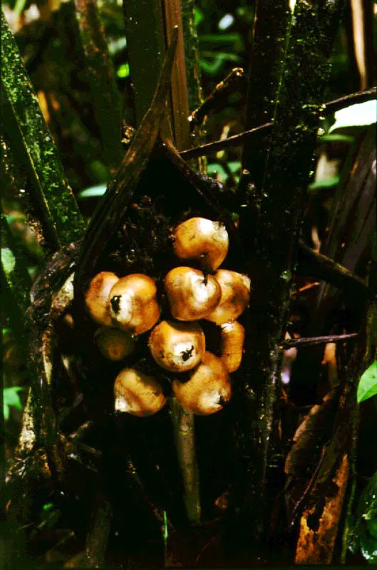 Diversos frutos e inflo-rescencias de palmas neotropicales.