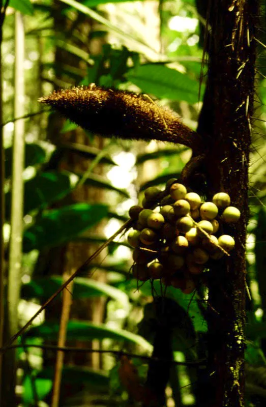 Diversos frutos e inflo-rescencias de palmas neotropicales.
