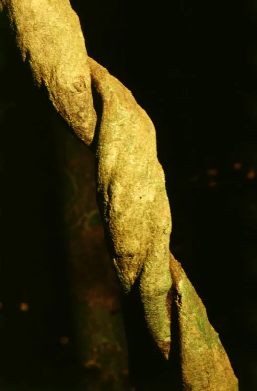 Diversos tipos de lianas, bejucos y estranguladoras de la regin amaznica colombiana. Pgina opuesta: interior de la selva donde se apre-cian troncos con epfitas y diversas clases de trepa-doras, en inmediaciones del ro Apaporis.
 