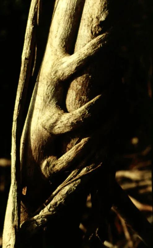 Diversos tipos de lianas, bejucos y estranguladoras de la región amazónica colombiana. Página opuesta: interior de la selva donde se apre-cian troncos con epífitas y diversas clases de trepa-doras, en inmediaciones del río Apaporis.
