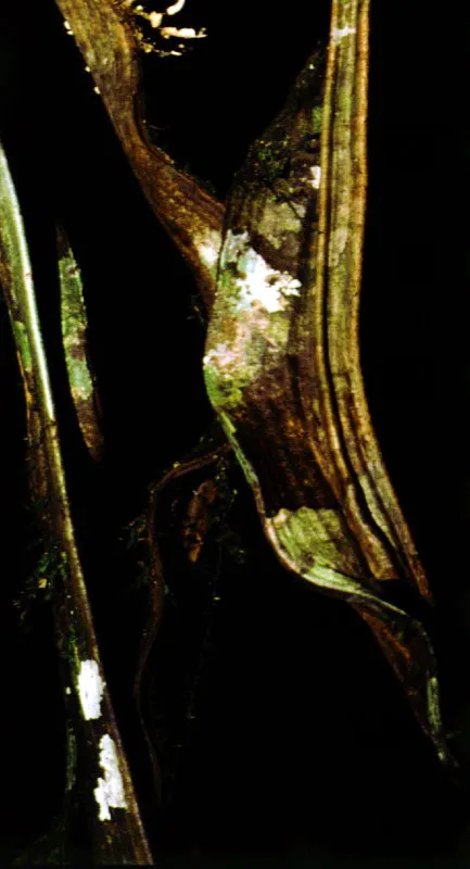 Diversos tipos de lianas, bejucos y estranguladoras de la región amazónica colombiana. Página opuesta: interior de la selva donde se apre-cian troncos con epífitas y diversas clases de trepa-doras, en inmediaciones del río Apaporis.