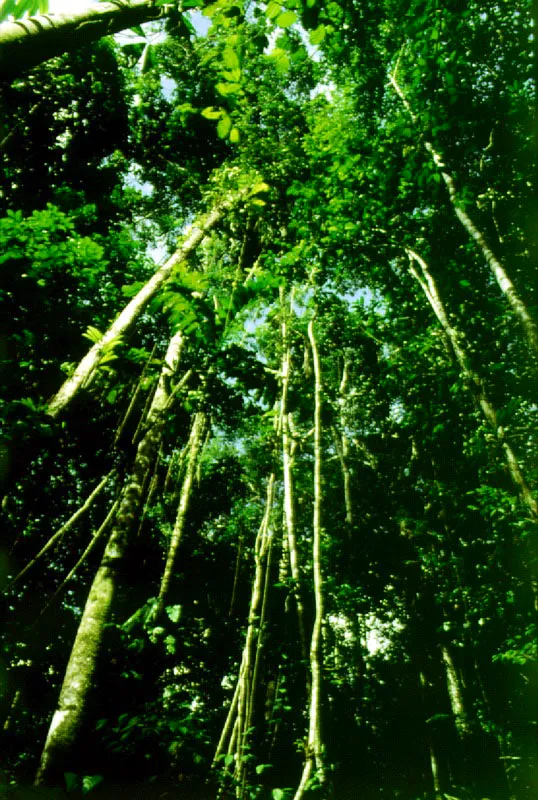 Diversos tipos de lianas, bejucos y estranguladoras de la región amazónica colombiana. Página opuesta: interior de la selva donde se apre-cian troncos con epífitas y diversas clases de trepa-doras, en inmediaciones del río Apaporis.