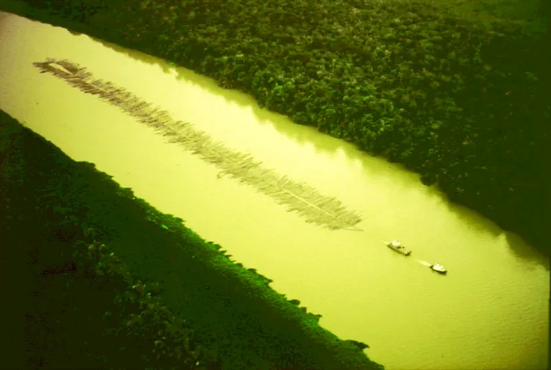 Transporte fluvial de troncos de cativo.  Ro Atrato, Choc.
 