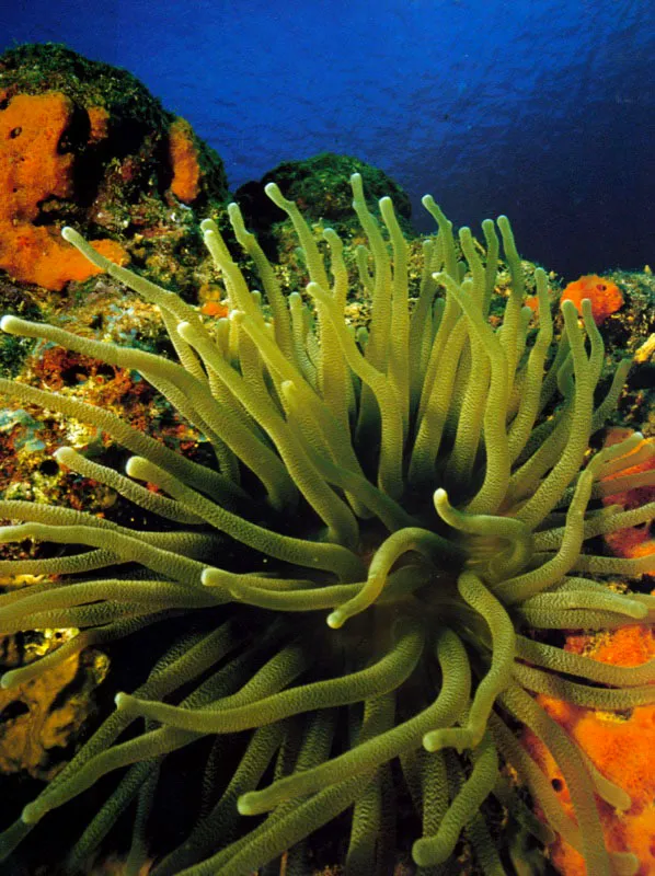 Anémona gigante. Capurganá.
Aldo Brando