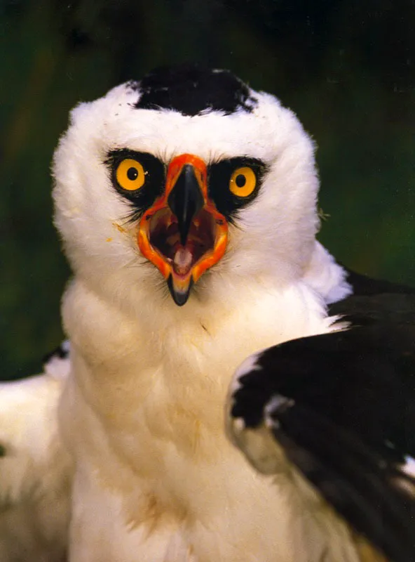 Águila blanquinegra. Amazonia. Aldo Brando