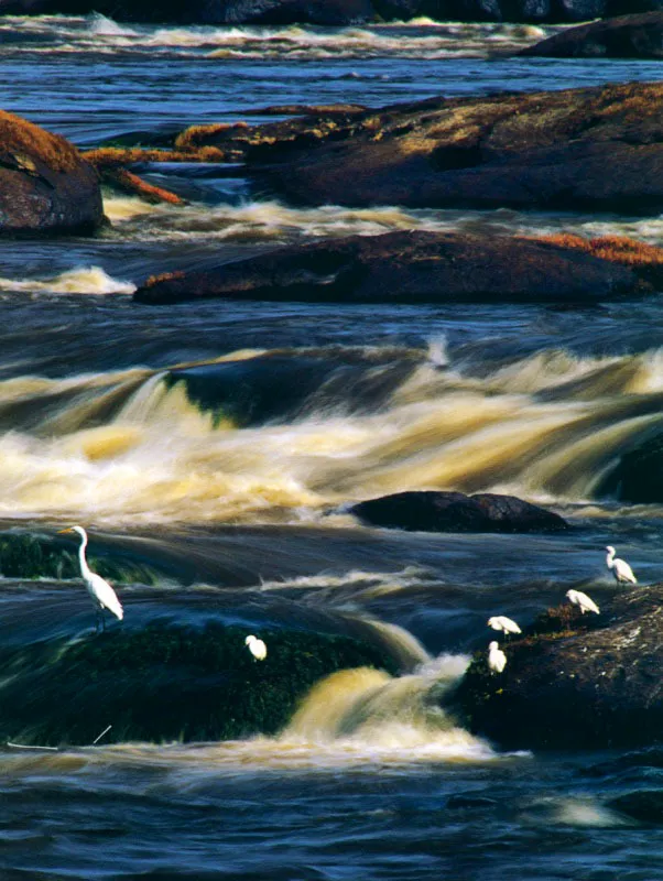 Garzas en el Orinoco.
Aldo Brando