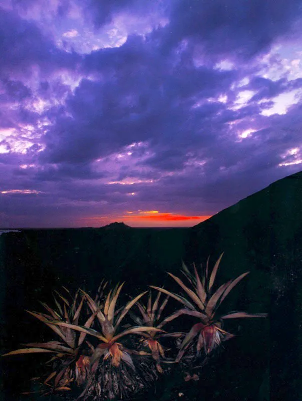 Bromelias en Puerto Carreo.
 Aldo Brando