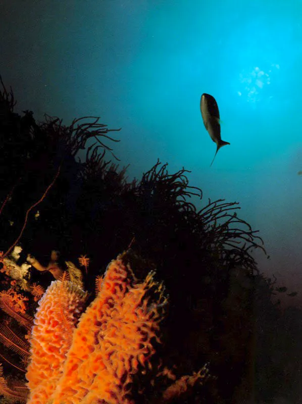 Sobre la falda de una montaña de octocorales, esponjas iridiscentes, rodeadas de lirios anaranjados, iluminan el trayecto de la saltona
contra el cielo del arrecife en la isla de
San Andrés, mar Caribe.
Páginas siguientes:
Cortinas de burbujas se descuelgan
desde la superficie, en el contorno sumergido
de la isla de Malpelo, cuando la cabalgata de olas oceánicas se
derrumba en sus acantilados, a más de 300 millas de la costa Pacífica colombia Aldo Brando