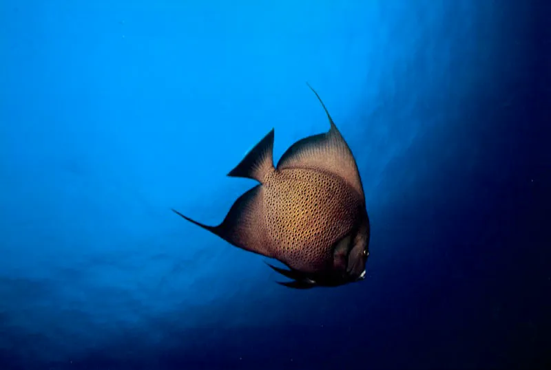  En el lmite de dos 
profundidades que se marcan en el azul intenso 
de la isla de Providencia, una isabelita blanca despliega su 
refinado borde de aletas, que le permite maniobrar tanto en las aguas 
abiertas del Caribe como entre las cavernas y corales de los fondos del arrecife.  Aldo Brando