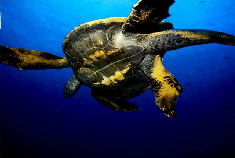 Nómadas inmemoriales de épicas travesías, los quelonios, como esta tortuga negra en el océano Pacífico, han desarrollado un sistema de
navegación que les permite “leer” el campo magnético de la
Tierra para llegar a desovar en la misma
playa donde nacieron. Aldo Brando