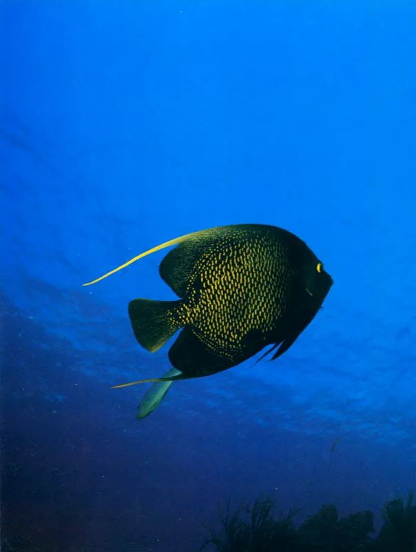 En el espejo de agua, como se 
conoce al techo del mar desde la profundidad, 
una isabelita negra es observada por su pareja, que deambula con 
inusitada curiosidad por las aguas del cayo Roncador, en el mar Caribe. Aldo Brando