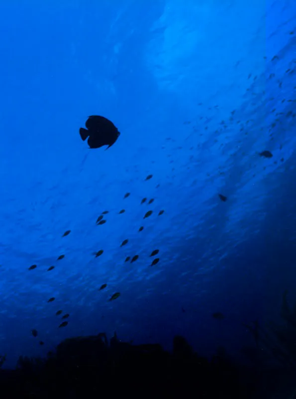 En el espejo de agua, como se 
conoce al techo del mar desde la profundidad, 
una isabelita negra es observada por su pareja, que deambula con 
inusitada curiosidad por las aguas del cayo Roncador, en el mar Caribe. Aldo Brando