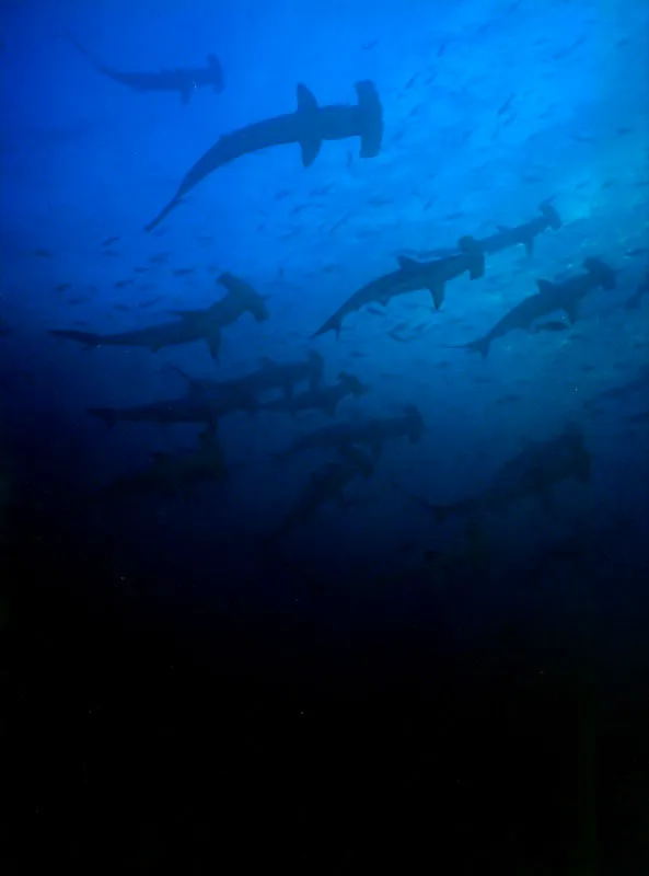 Oponiéndose a las fuertes corrientes sin mayor esfuerzo, una legión de tiburones martillo llega con las aguas frías de Semana Santa a
Malpelo, en busca de los cardúmenes que se
concentran alrededor de la isla. Aldo Brando
