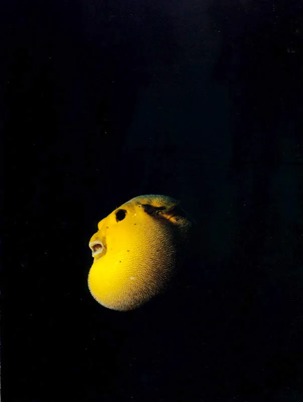 Al inflarse como un balón cubierto
de espinas, lejos de corales o rocas donde
puedan refugiarse, los peces tamborero evitan ser presa
fácil en las aguas del Pacífico. A pesar de la marcada diferencia de color
que presenta aquí una misma especie, se trata de dos fases en su crecimiento. Aldo Brando