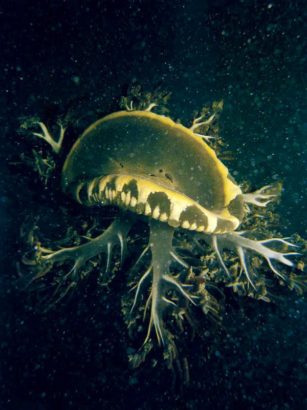 Dos aguamalas flotan en
una laguna arrecifal de la isla de
Providencia. Al posarse boca-arriba, sobre
fondos arenosos, expondrán a la luz los racimos de
algas asociadas en sus tentáculos. La especie fue clasificada
bajo un género que evoca en la mitología a la hermosa Cassiopeia,
castigada por su vanidad a ser una constelación que se ve invertida parte del año. Aldo Brando