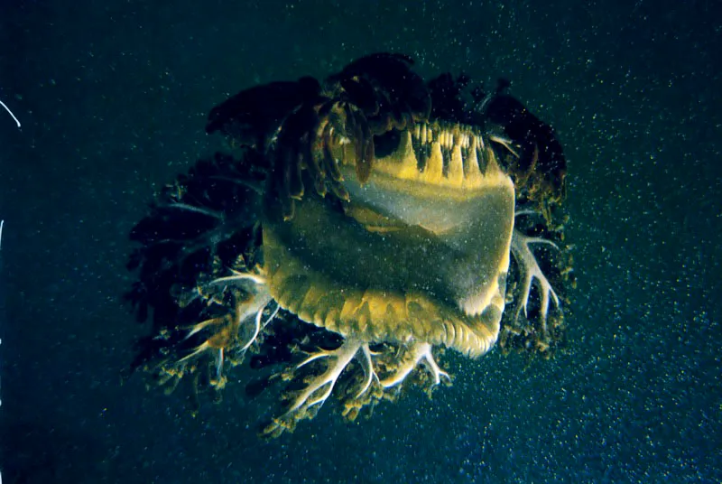 Dos aguamalas flotan en
una laguna arrecifal de la isla de
Providencia. Al posarse boca-arriba, sobre
fondos arenosos, expondrán a la luz los racimos de
algas asociadas en sus tentáculos. La especie fue clasificada
bajo un género que evoca en la mitología a la hermosa Cassiopeia,
castigada por su vanidad a ser una constelación que se ve invertida parte del año. Aldo Brando