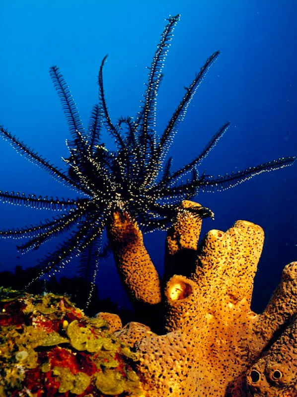 Con su penacho en forma de helecho, un lirio de mar se desplaza hasta el extremo de una esponja en Isla Fuerte, mar Caribe, para captar 
mejor las aguas que arrastran su alimento planctnico.  Aldo Brando