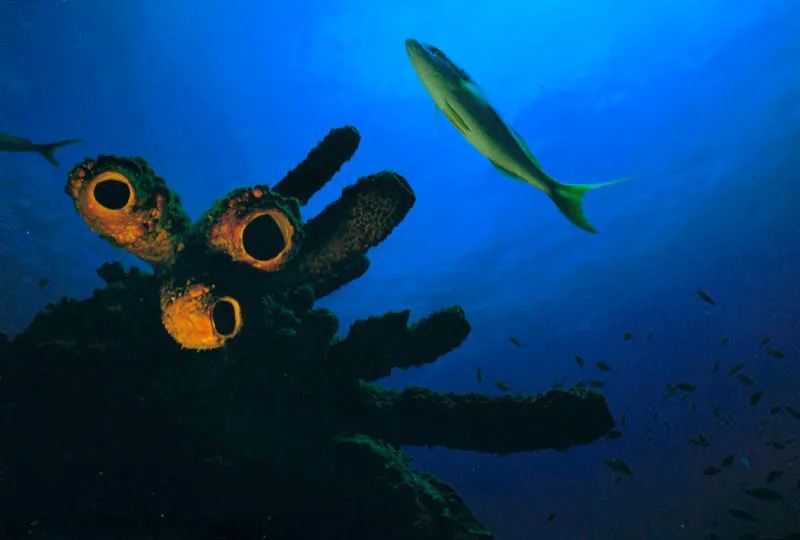 Sin alejarse de su escondite
eventual, entre las chimeneas de la esponja tubular,
una saltona permanece alerta en la isla de San Andrés, mar Caribe. Aldo Brando