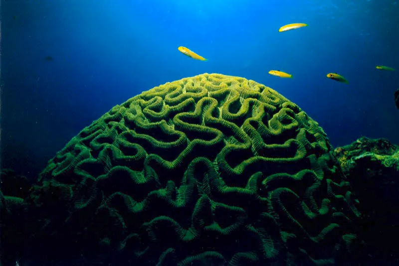 Una biosfera de valles y cordilleras aparece en el curso
de los peces vieja, que surcan el espacio del coral
cerebro en las islas del Rosario, mar Caribe. Aldo Brando