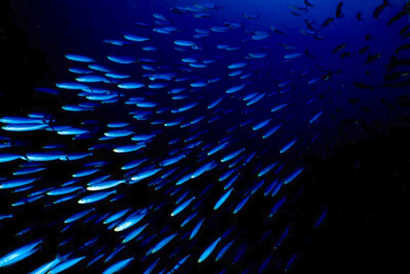 En una travesa de alto riesgo, un cardumen de sardinas se agrupa para confundir a potenciales depredadores, destellando como relmpago 
en las aguas del Caribe, frente a La Guajira.
 Aldo Brando