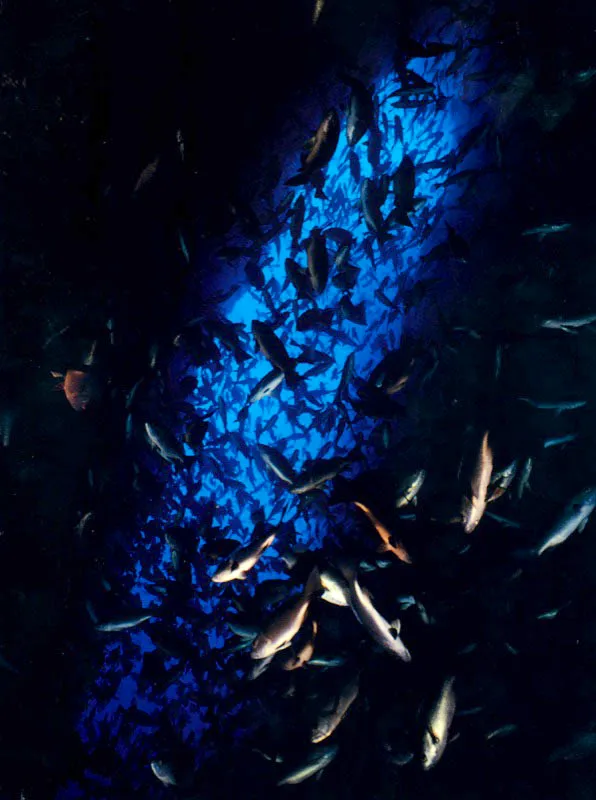 En el túnel conocido como La Catedral,
producto de la erosión natural en la isla de Malpelo, una aglomeración
de pargos refuerza en la penumbra su abrigo temporal, a las puertas del mar voraz.
Aldo Brando