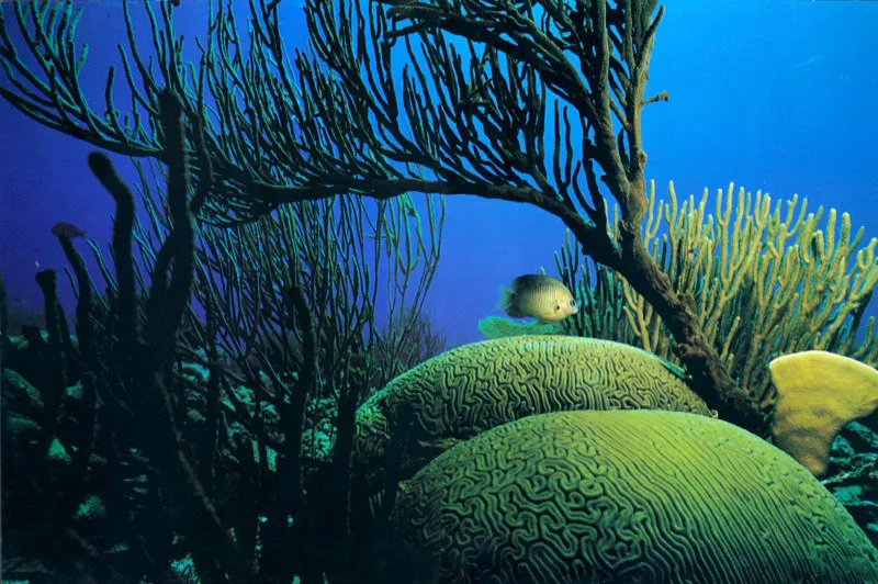 Con disposicin de
guardabosques ante una selva de coral en Providencia, el pez 
castauela resulta un defensor de inesperado coraje. A pesar de su 
condicin de solitario, se enfrenta a todo transgresor de su huerto de algas. Aldo Brando