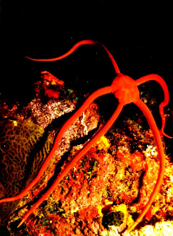 Alerta y al acecho, una estrella
serpiente sale en la noche a recorrer el arrecife de Isla
Fuerte en el Caribe. Sus largos brazos le permiten desplazarse con
gran agilidad sobre presas que incluyen larvas coralinas liberadas en la oscuridad. Aldo Brando