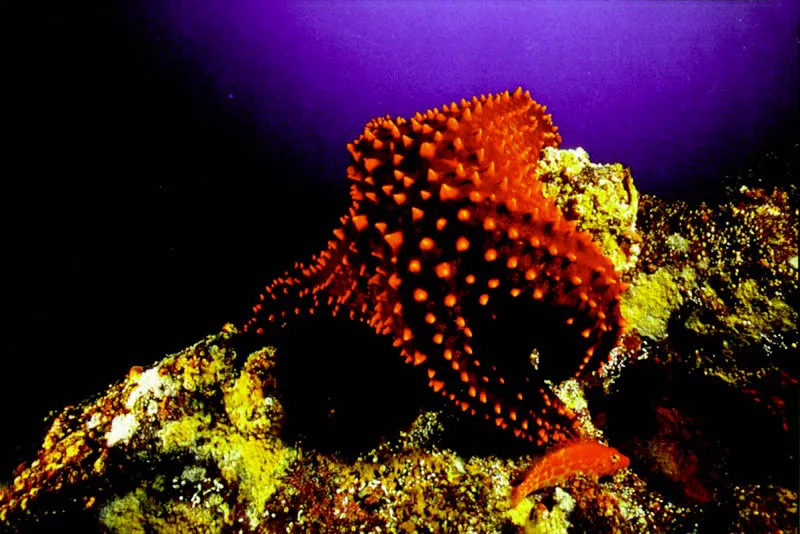 Aferrada mientras proyecta el estómago sobre su presa, una estrella
del golfo es acompañada por un pez halcón de coral
en la Bahía Cupica, costa Pacífica.
Aldo Brando