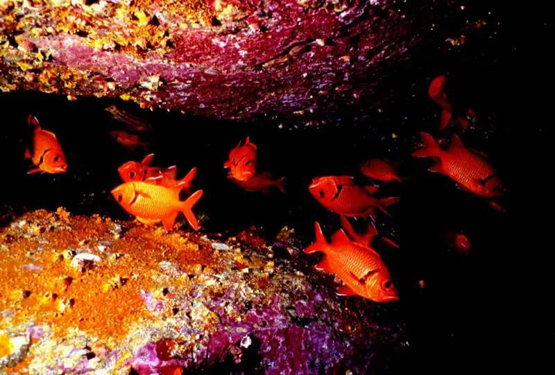 De hábitos nocturnos,
un grupo de peces soldado permanece oculto
entre cavernas donde no penetra la luz del día, en la isla de Malpelo, y en
donde poco parece importarles el sentido de orientación respecto de la superficie. Aldo Brando