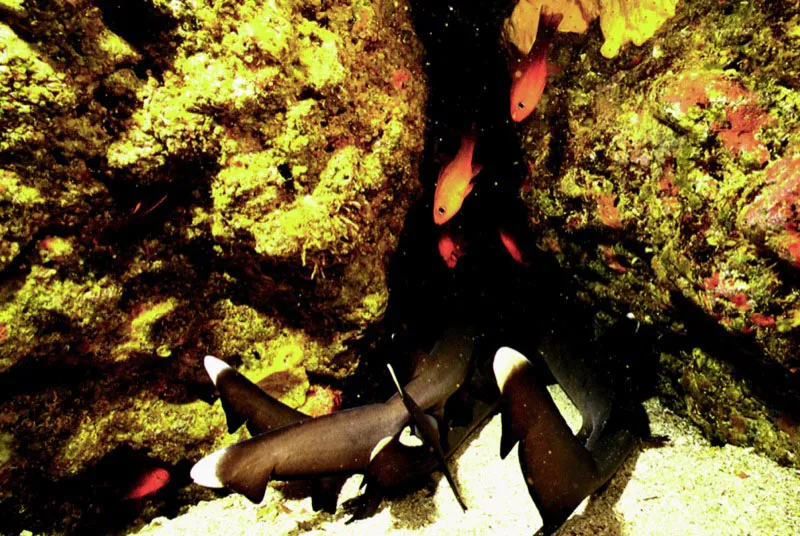 Depredadores con actitud de presa, cinco tiburones aletiblancos juveniles intentan ocultarse en el fondo de la isla de Gorgona, mientras sus colas
los delatan ante la mirada sorprendida de un grupo de
peces cardenal invadidos en su refugio. Aldo Brando
