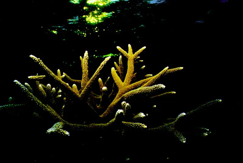 En un crepúsculo bajo
el mar se diluyen los trazos
de luz esmeralda que roza la superficie al
sumergirse el sol. Entrada la noche, el coral cuerno de
venado (izquierda) será protagonista
de la actividad oculta a la luz del día en las islas de San Bernardo del Viento. Aldo Brando
