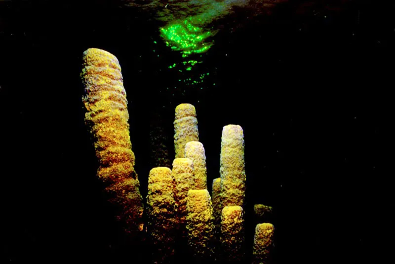 En un crepsculo bajo 
el mar se diluyen los trazos 
de luz esmeralda que roza la superficie al 
sumergirse el sol. Entrada la noche, la esponja tubular ser protagonistas 
de la actividad oculta a la luz del da en las islas de San Bernardo del Viento. Aldo Brando